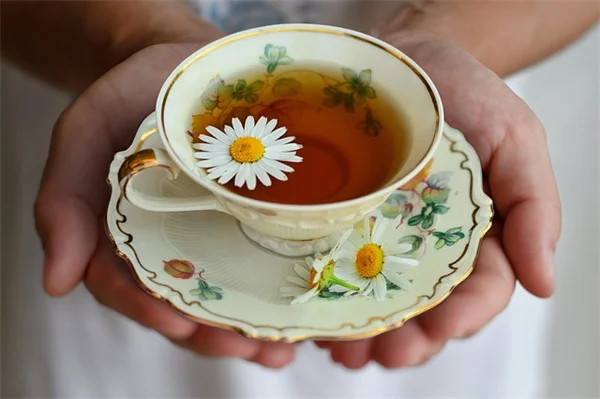 菊の摘花で開花期間を延ばすプロが教える正しいタイミングと方法