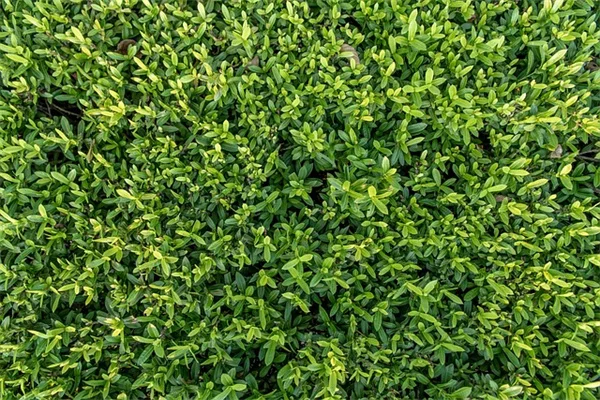 クリスマスカクテルの春の再開花を成功させる3つのコツ