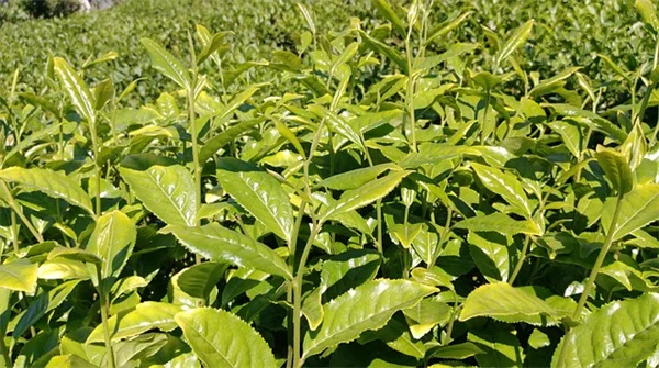 卵の殻とバナナの皮でアジサイ復活！茎を強くし花を大きく咲かせる裏技