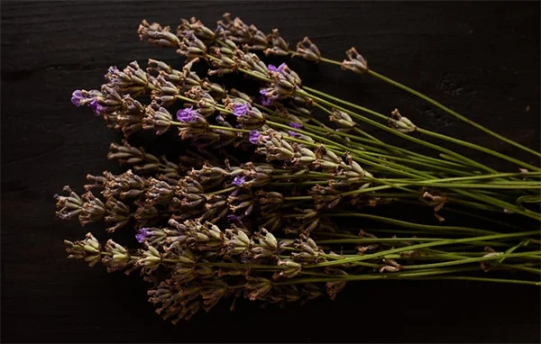 秋に剪定してはいけない7つの植物！間違えると花が咲かない理由