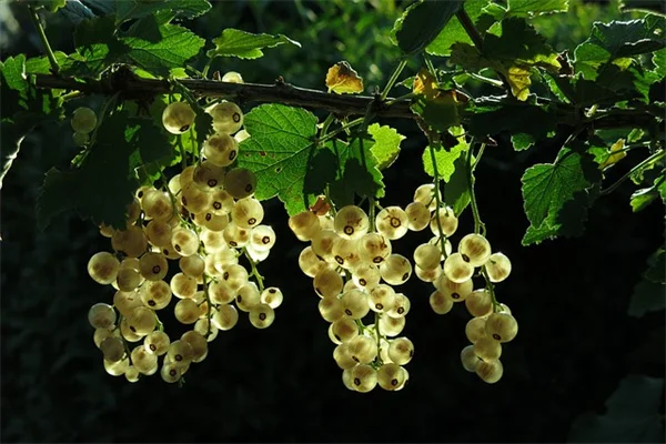 水仙の花後、葉っぱはどうする？縛るのは実はNGです